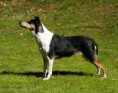 Vrh O - O litter